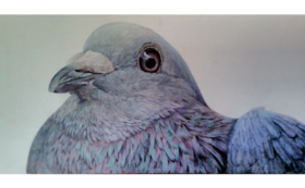 [W920×H1830ｍｍ] pigeon "calm"
