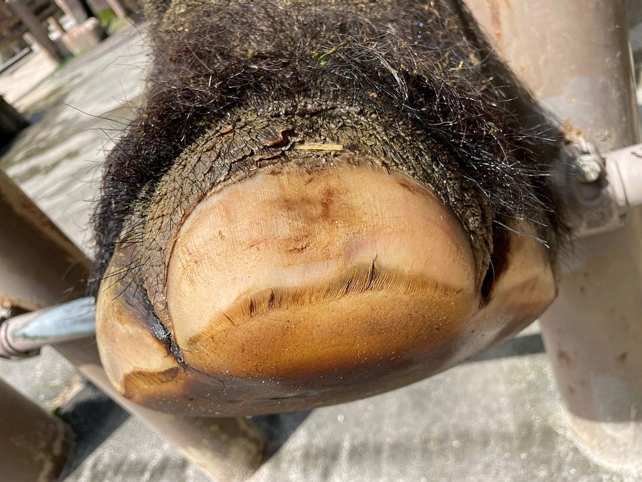 【メイちゃんの近況報告⑥】足のお手入れ