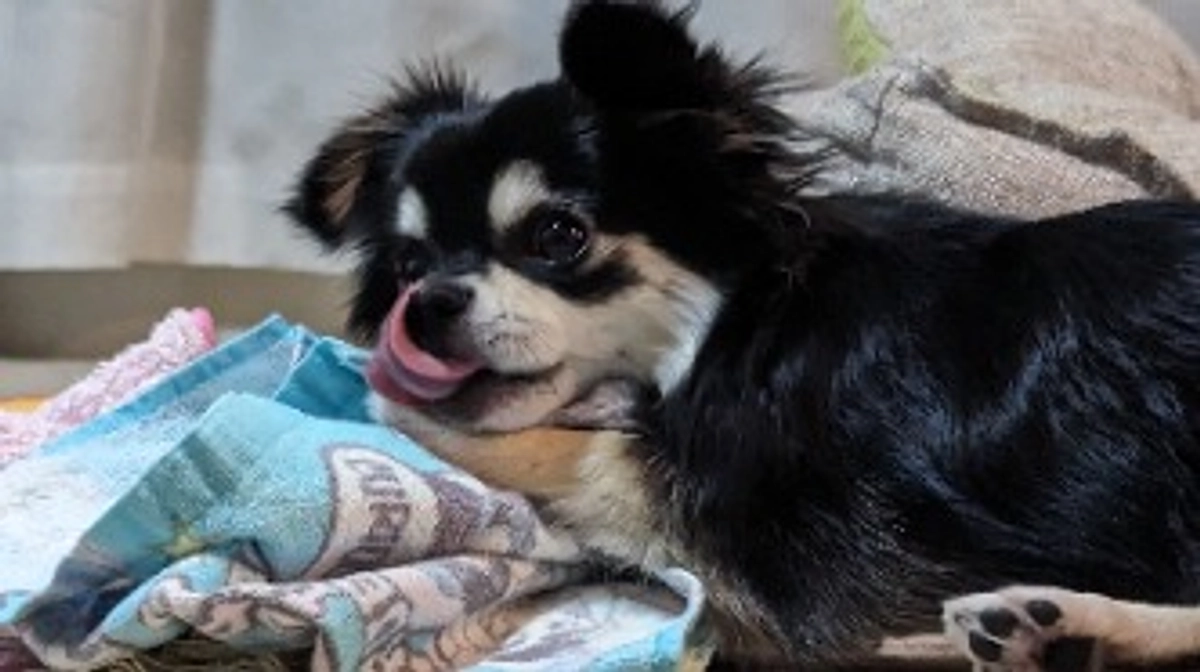 眠いと耳が垂れます🐶