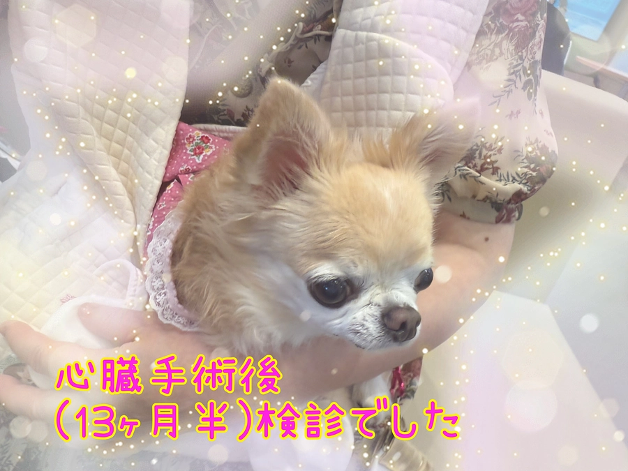 心臓手術後 13ヶ月半検診でした