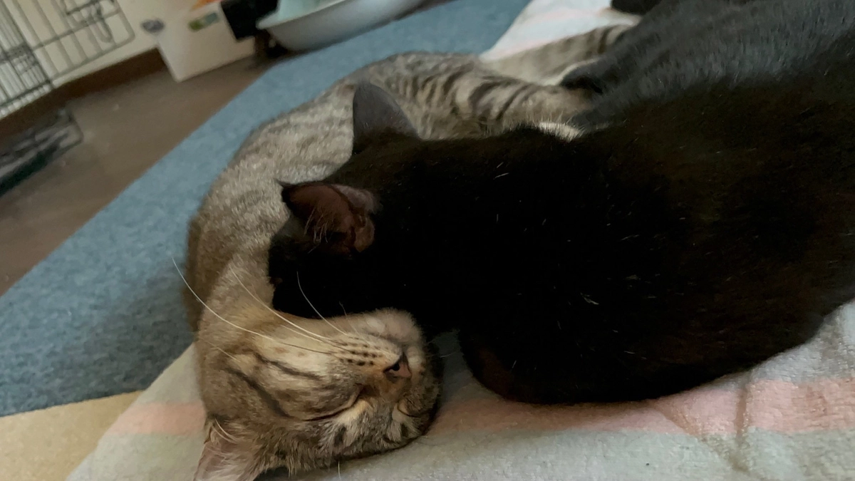 倦怠感と食欲低下