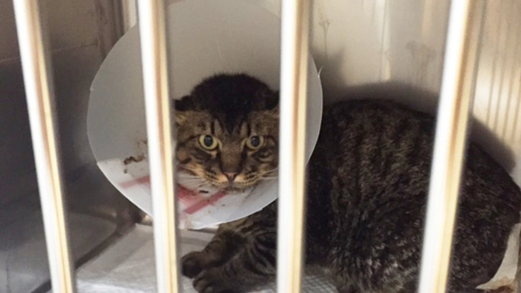 虐待で尻尾を失った猫の治療をしてあげたい！！