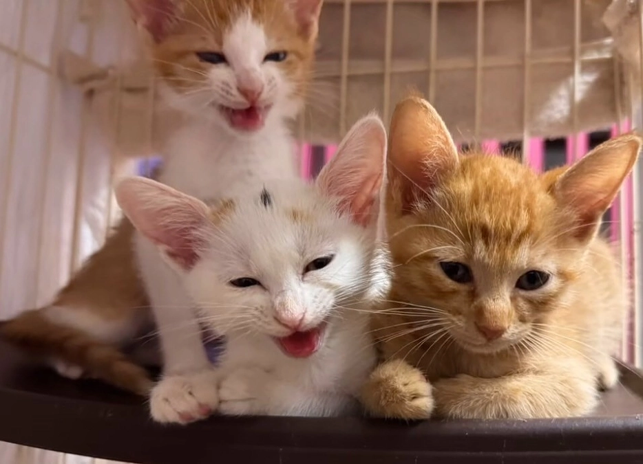 名古屋に移動した10匹の子猫た...