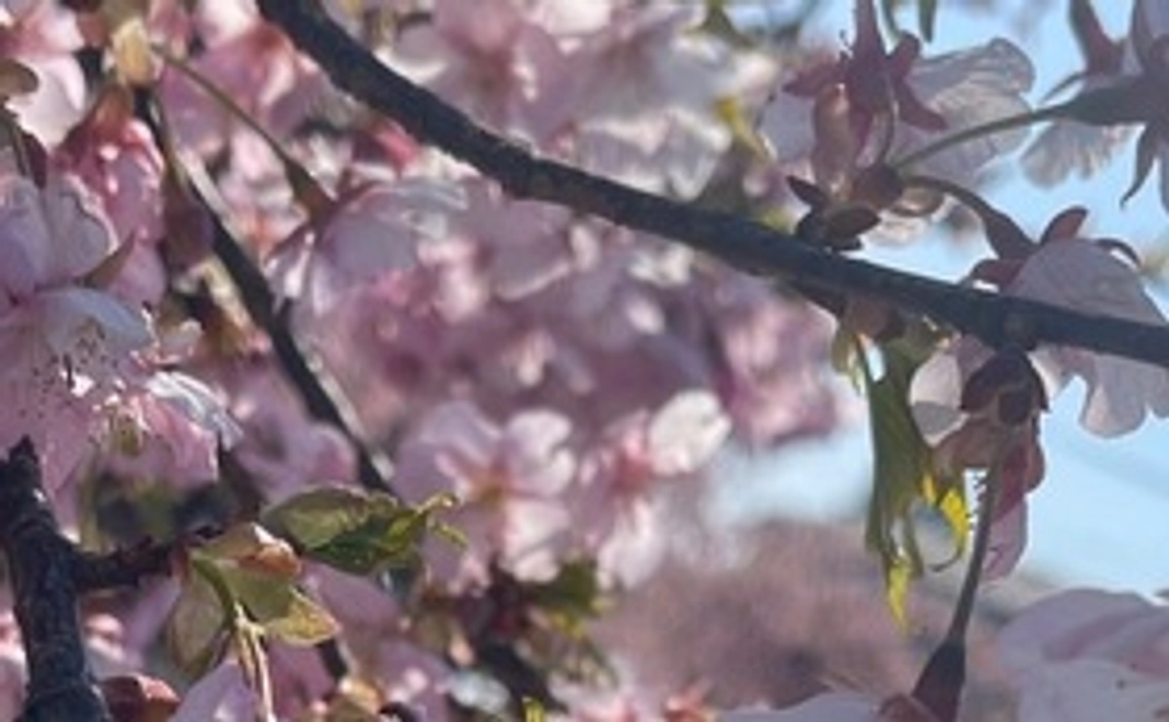 感謝のメール動画