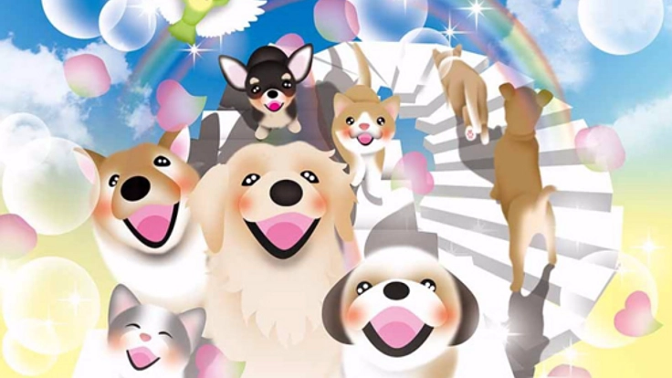 「迷子から家族を守ろう」カードを配布し、迷子犬を減らしたい！