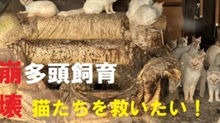 多頭飼育崩壊12年も劣悪な環境でネグレクトされた猫たちを救いたい！