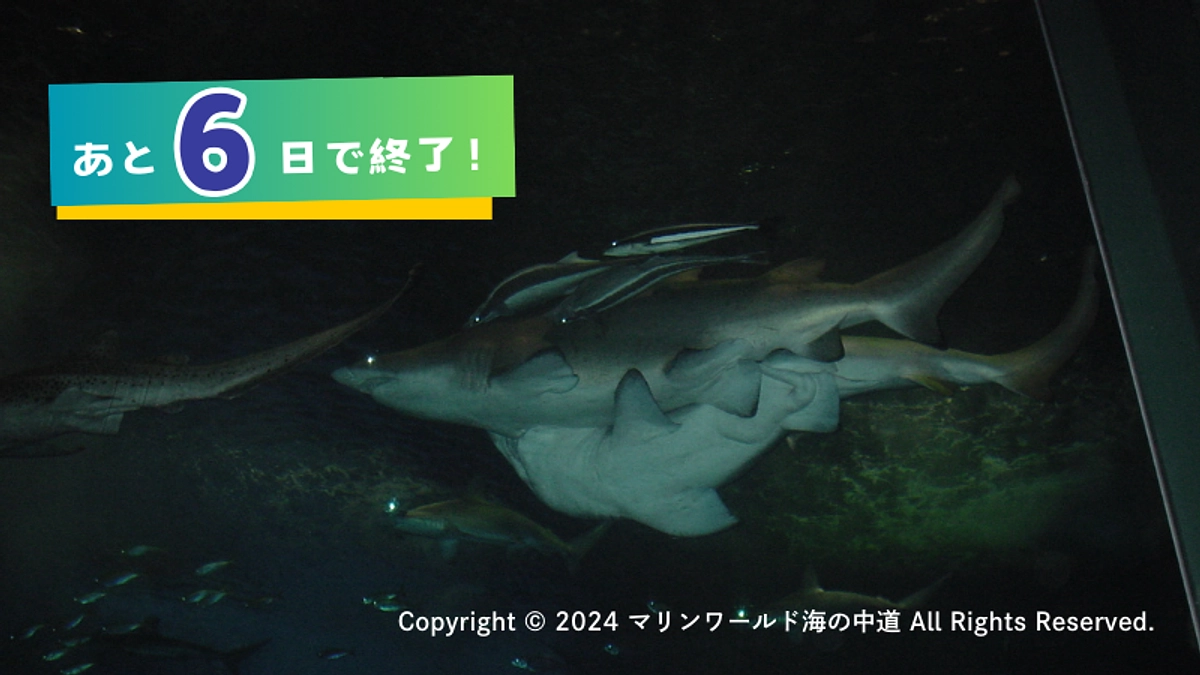 【あと6日】シロワニと恋の季節のおはなし