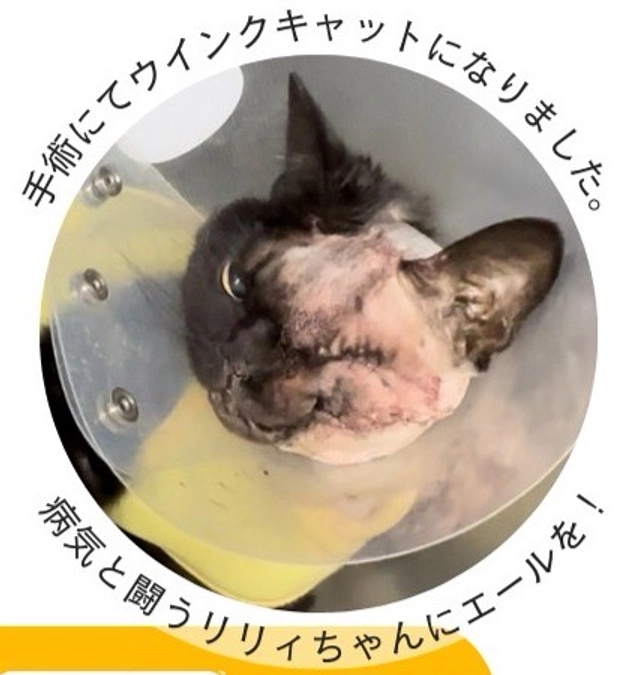 クラファンのチラシを作成しました