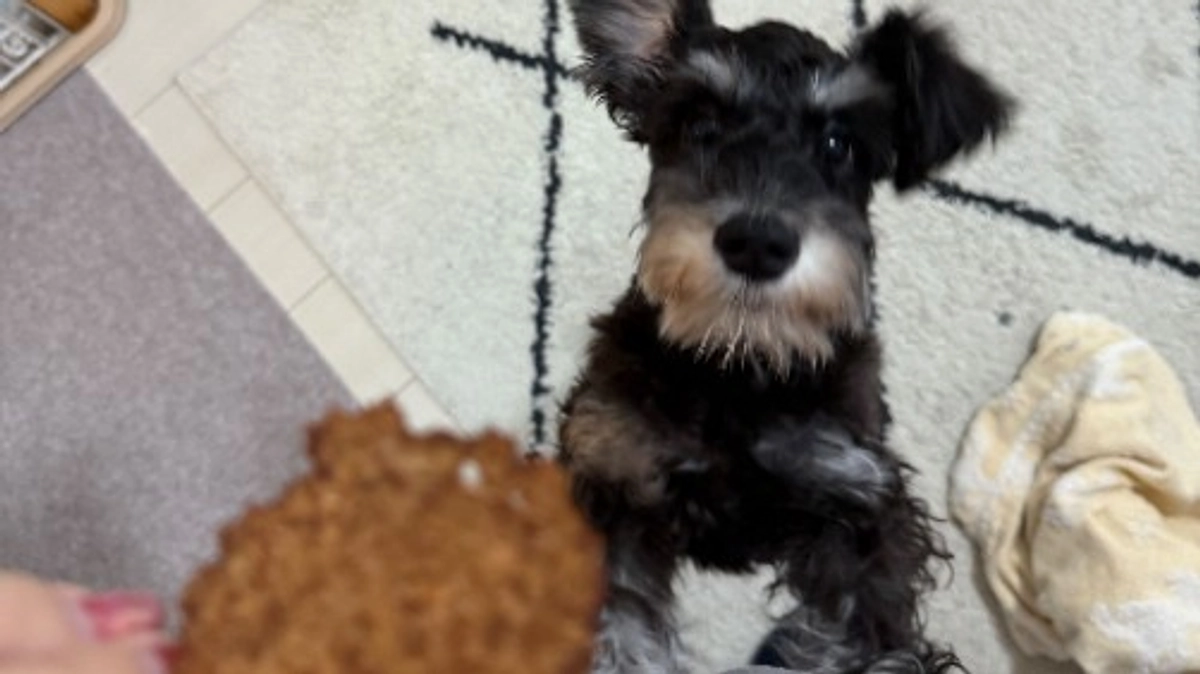 活動報告⑥｜ジャージー仔牛の試食レポート！ワンコ達の最高の食べっぷりをお届け！