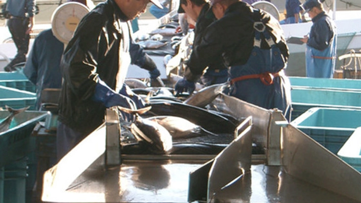 21年間、日本一！宮城県気仙沼のカツオを東北復興のきっかけに！