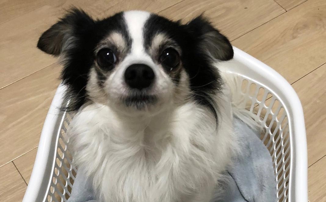 アランの命応援②