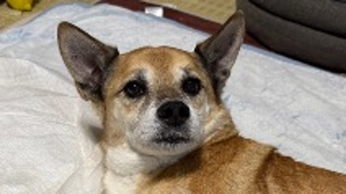 🐾お昼のコラボでライブ🐾