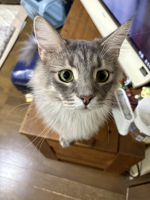 第一目標20万円達成のご報告と、ネクストゴール挑戦のお願い