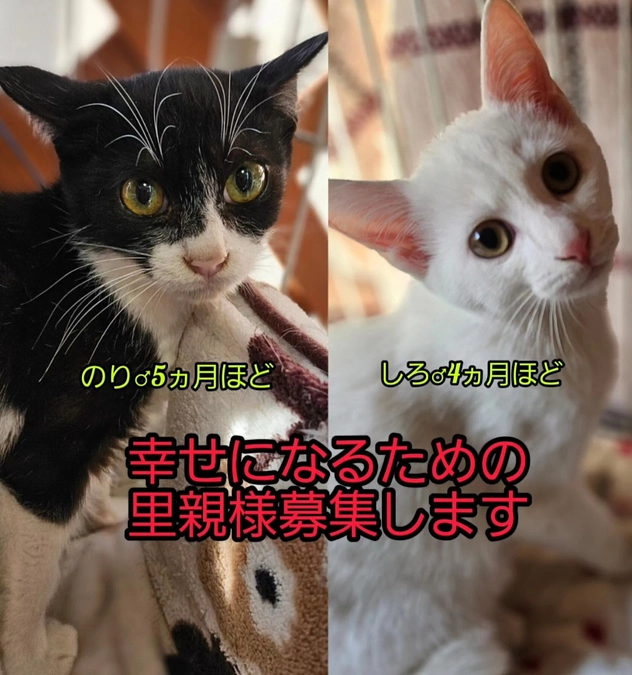 のら猫が産んだ子猫引き取りラッシュ！