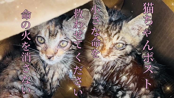 【猫ちゃんポスト】不幸な捨て猫をゼロに