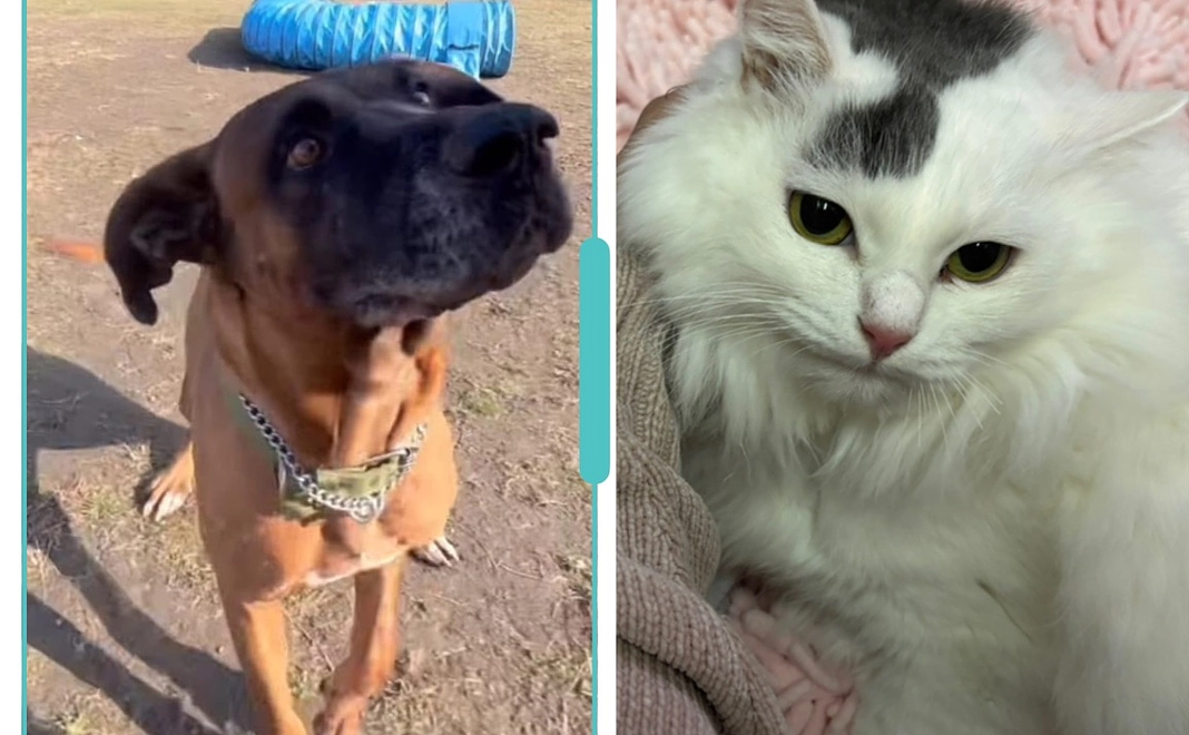 アニパレサポーターB