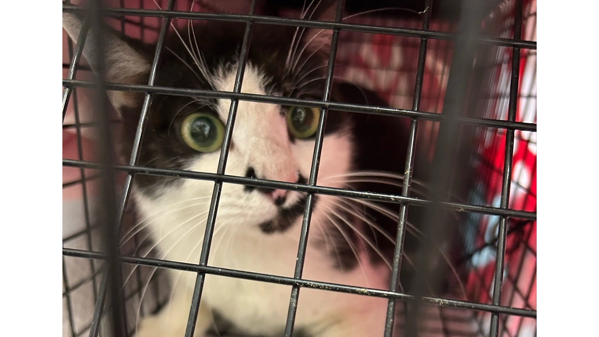 【目標の40％・200万円を突破しました！！】TNR活動報告｜イタチごっこ現場は疲れます‥…