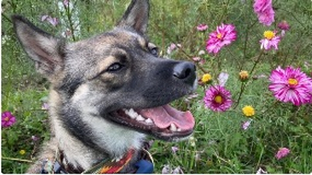 里親様よりの応援メッセージです。