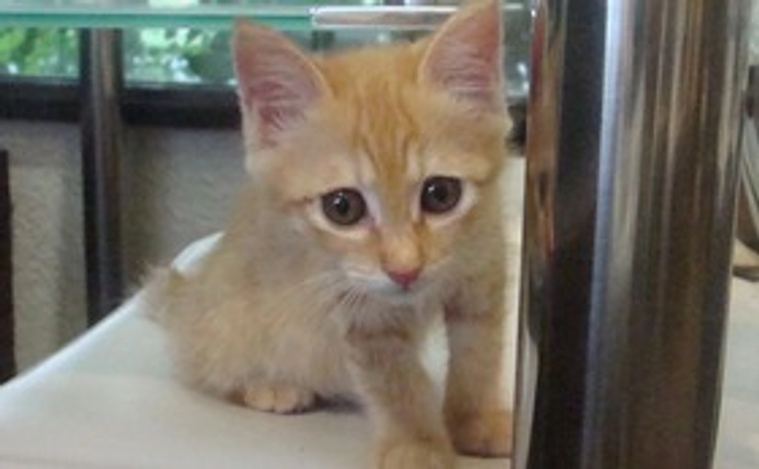 感謝のメール 3000円コース