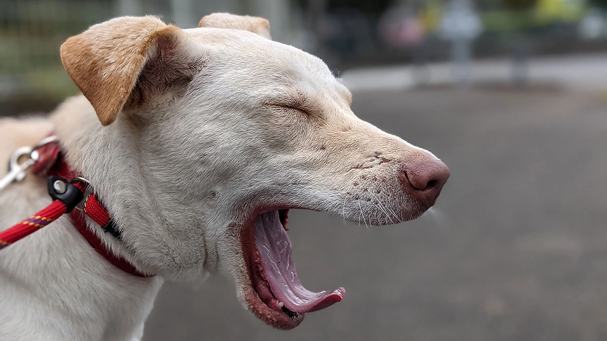 殺処分が減った本当の理由
