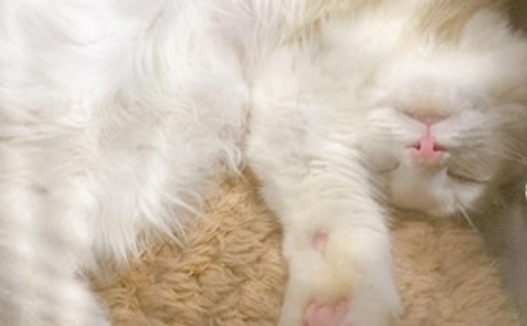 らんまくんへの応援☆