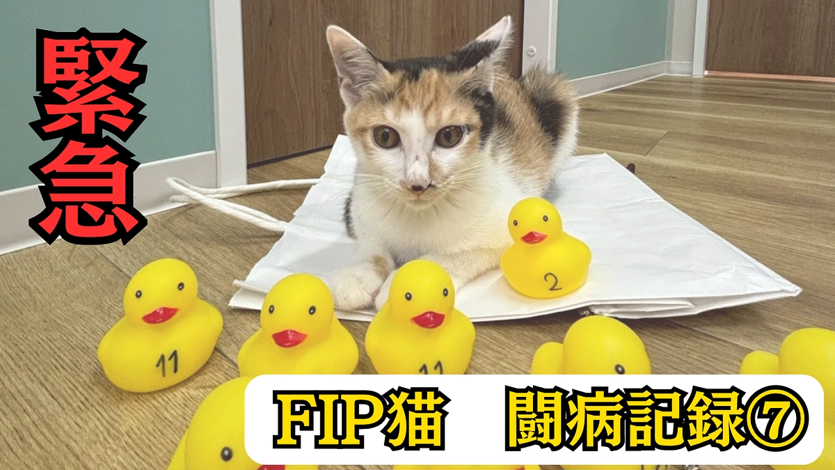 【闘病中のみぃこの記録】10/3～10/5