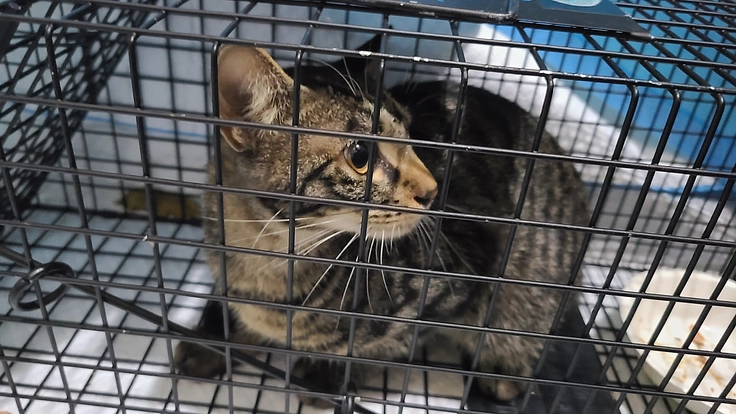 猫を救うための捕獲器を購入したい