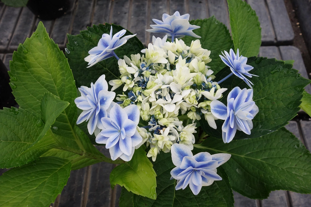 アジサイにお名前をいただきました！ーNo.22「サンスーシー」