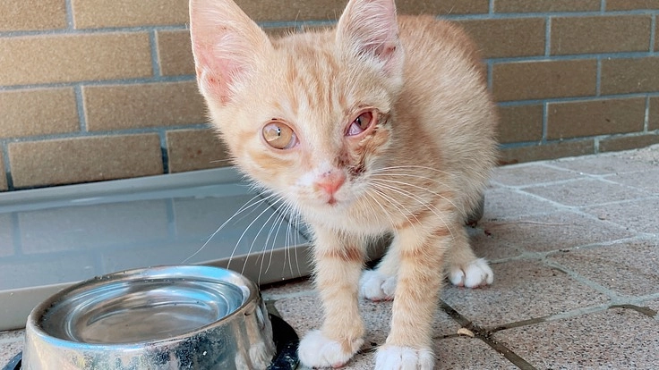 難病SFTS、角膜炎と診断された保護仔猫を助けてあげたい！