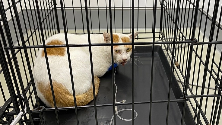 車に跳ねられた猫を保護しました。治療費のご支援をお願いします。