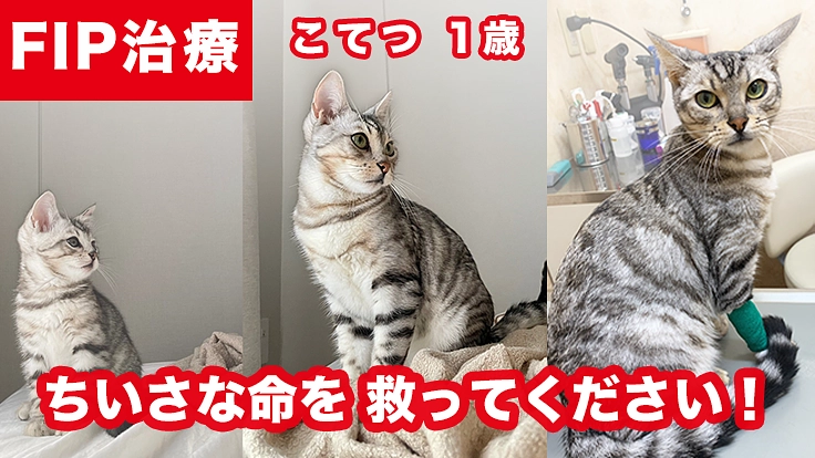 難病FIPにかかった愛猫「こてつ」を助けたい