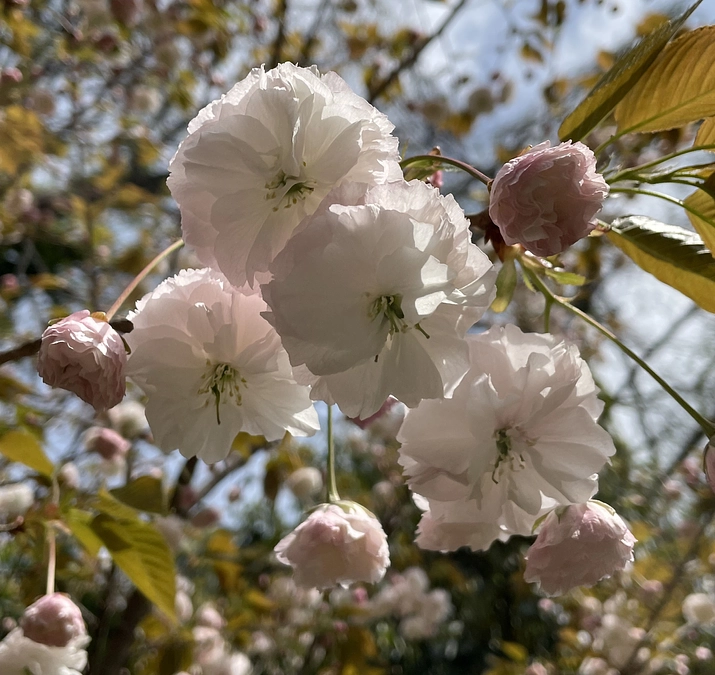 番外編3 京都の桜の本Part.2へ向けて