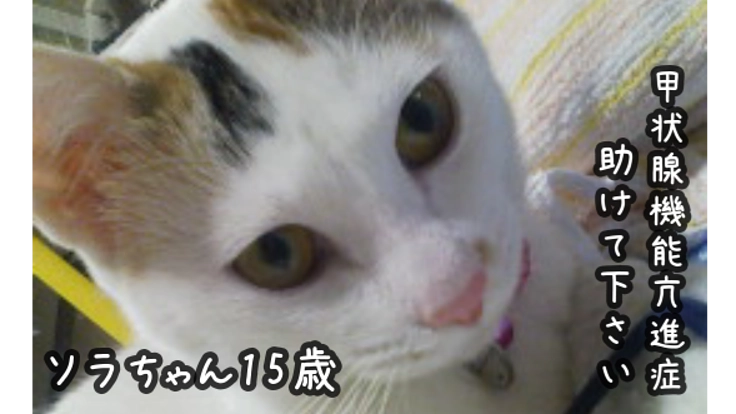 【甲状腺機能亢進症】ソラちゃんの治療費、ご支援お願いします…！