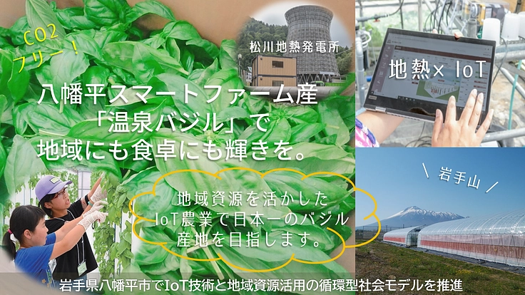 【八幡平スマートファーム】フレッシュ温泉バジル～沢山の笑顔の為に～