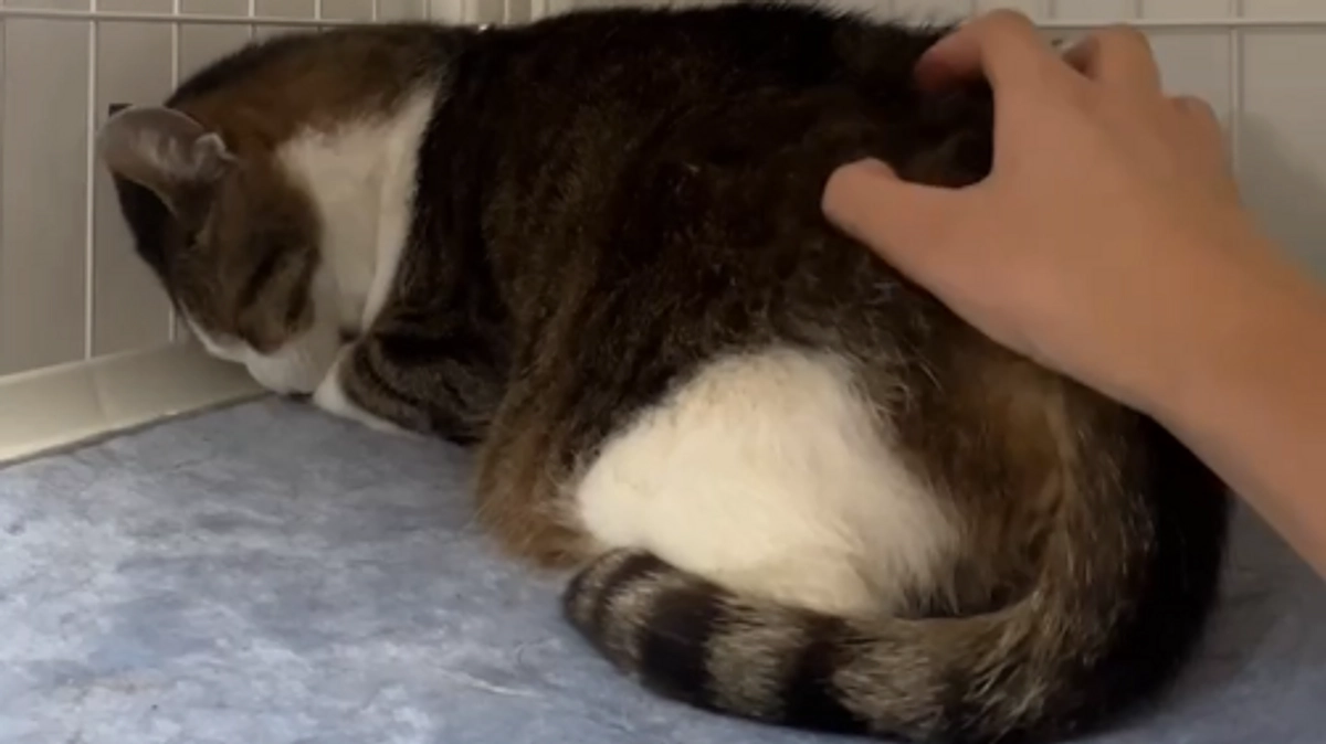 【達成！】プロジェクト成功いたしました〜温かい声援のおかげで〜