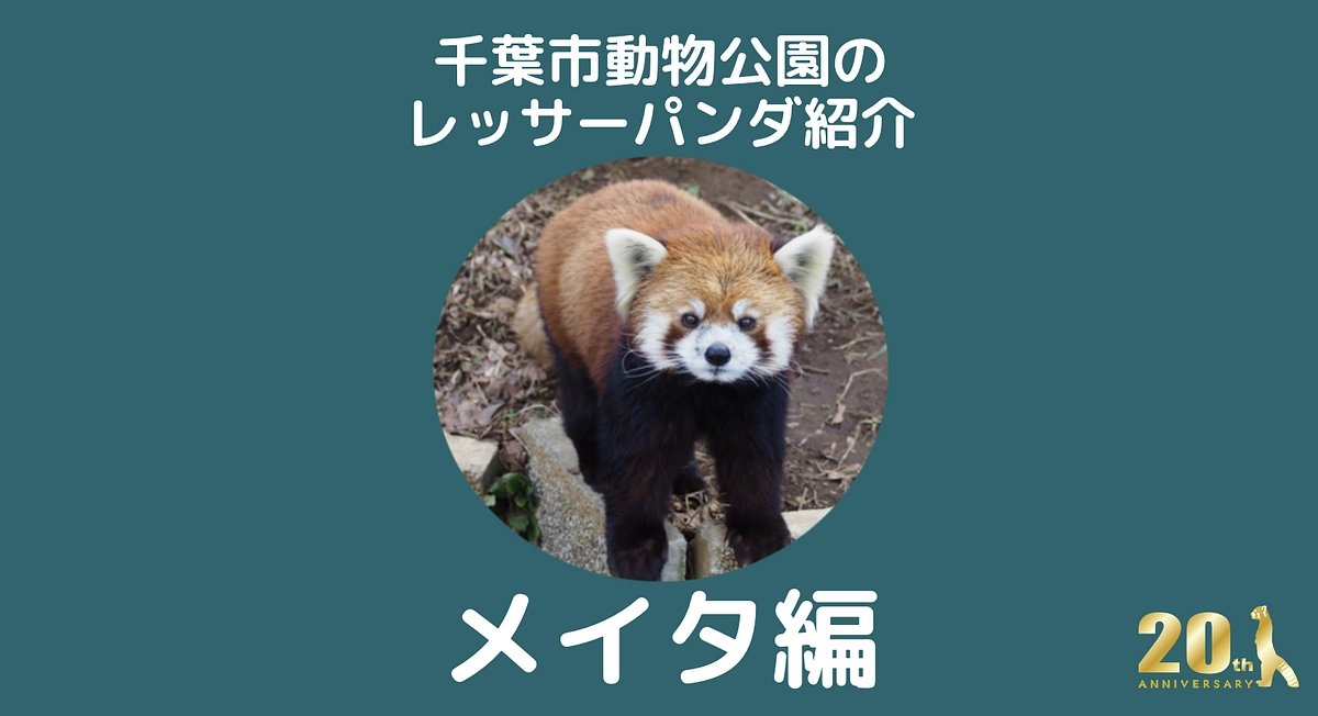 千葉市動物公園のレッサーパンダ紹介！【メイタ編】