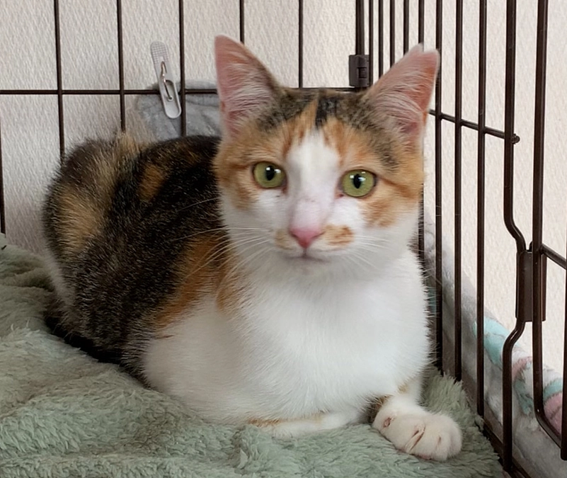 ふうちゃん　譲渡会がんばりました!