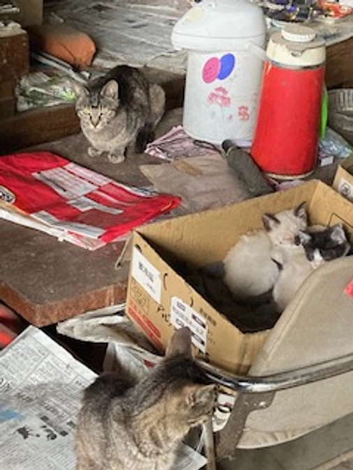 ちょっと、足を運んでみると・・・