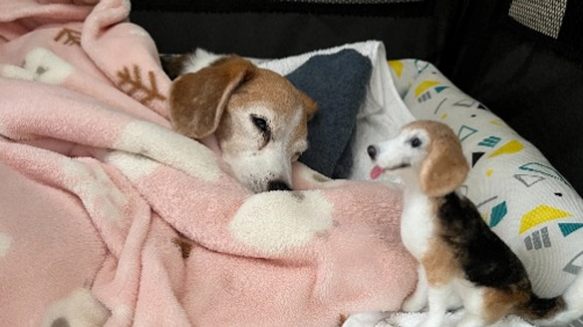 11/1 積極的な治療結果を踏まえ、ちびっこは緩和ケア(ターミナルケア)に移行しました。