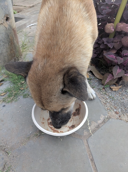 4日目の投薬、無事完了!