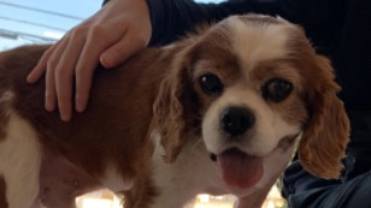 術後16日目。ルイ回復に向かってます！！