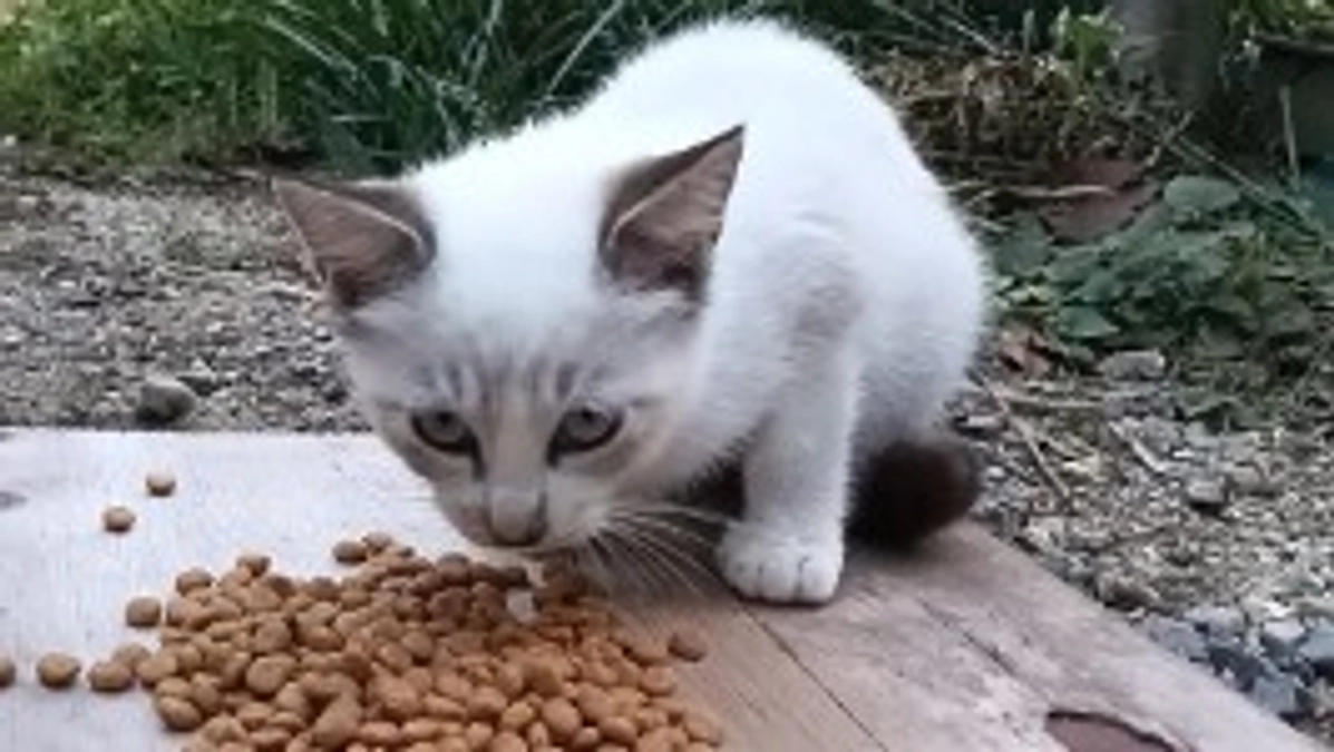 【捕獲成功しました】屋外シャムミックス子猫