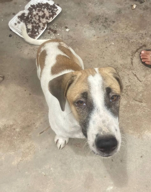 【短いお知らせ】通りでお母さんとで暮らしていた野良犬のロリーが突然の死