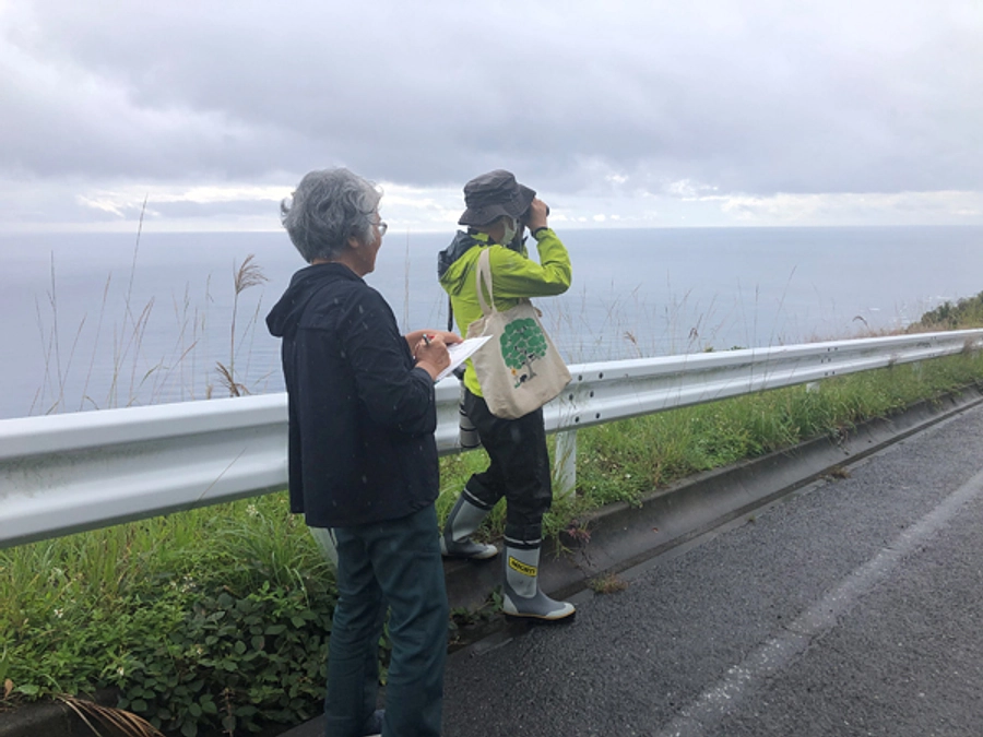 奄美大島でのサシバの一斉調査