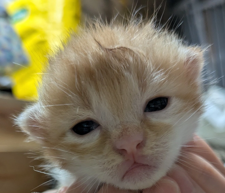 譲渡会を開催いたします!!