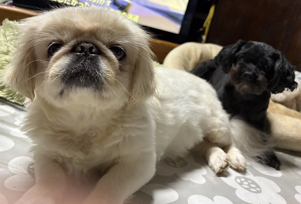 楽園作りの毎日ですが…現実は厳しです。