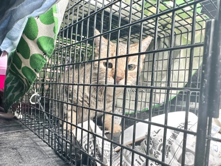 福ちゃんのお母さん保護しました