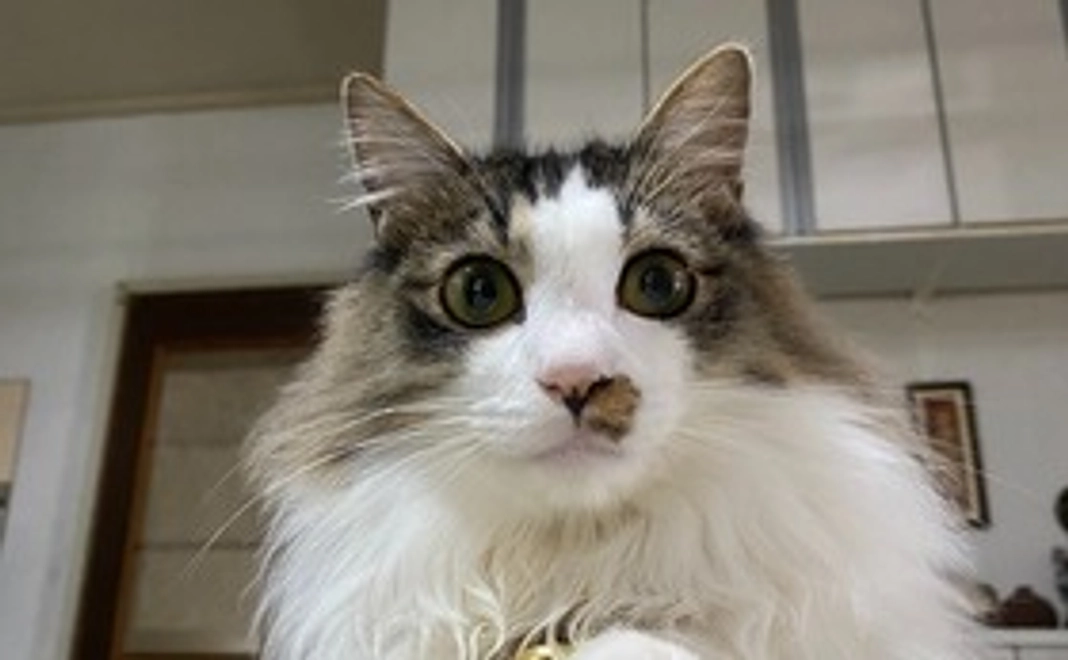 頑張れあんずっち　お礼メールコース