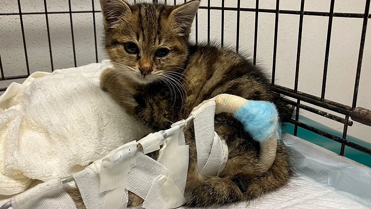 【大腿骨骨折】をした保護子猫の治療費ご支援のお願い