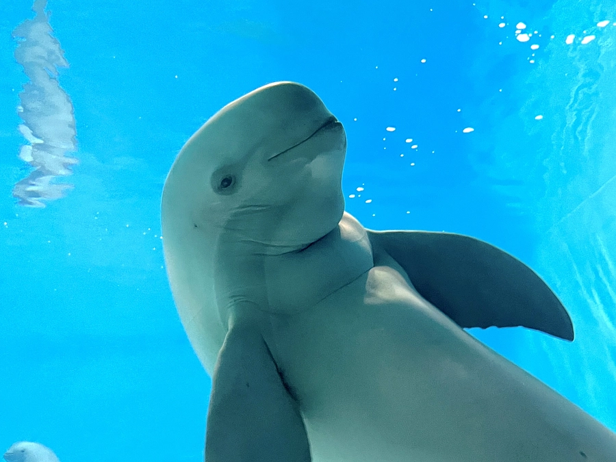 NHK総合「おはよう関西」　その2